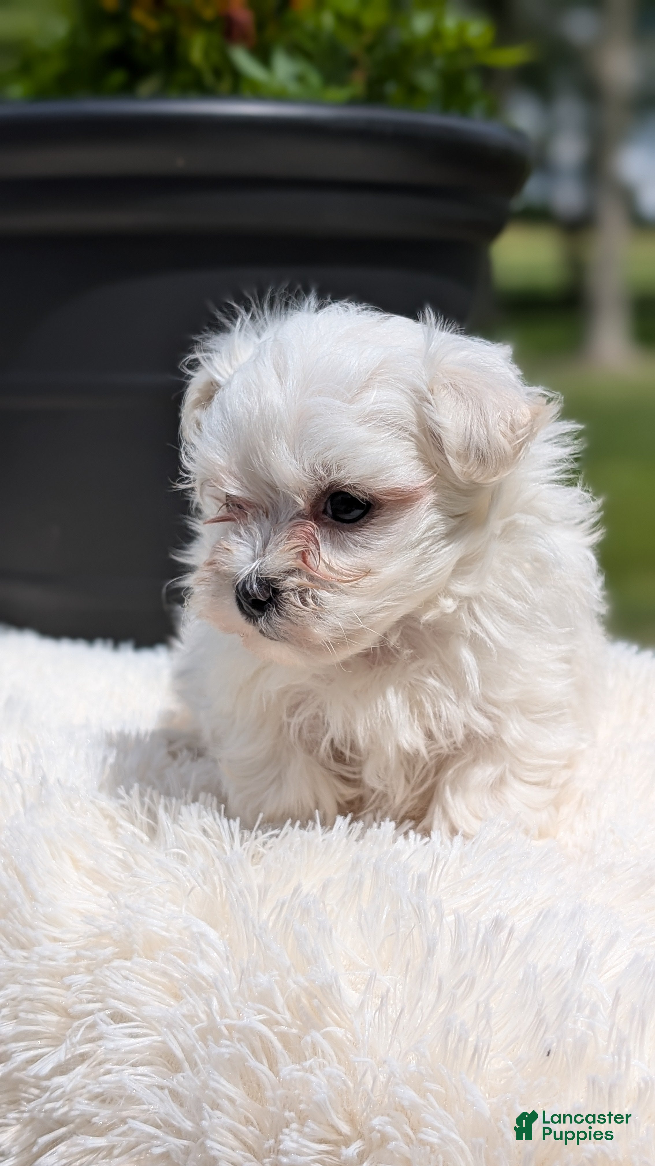 Maltese dogs Maddox - Ad 2