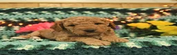Mini Goldendoodle dogs for sale: Huffy  - Ad 4