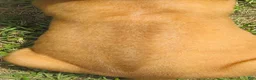 Rhodesian Ridgeback dogs for sale: Rhodesian Ridgeback 1 - Ad 2