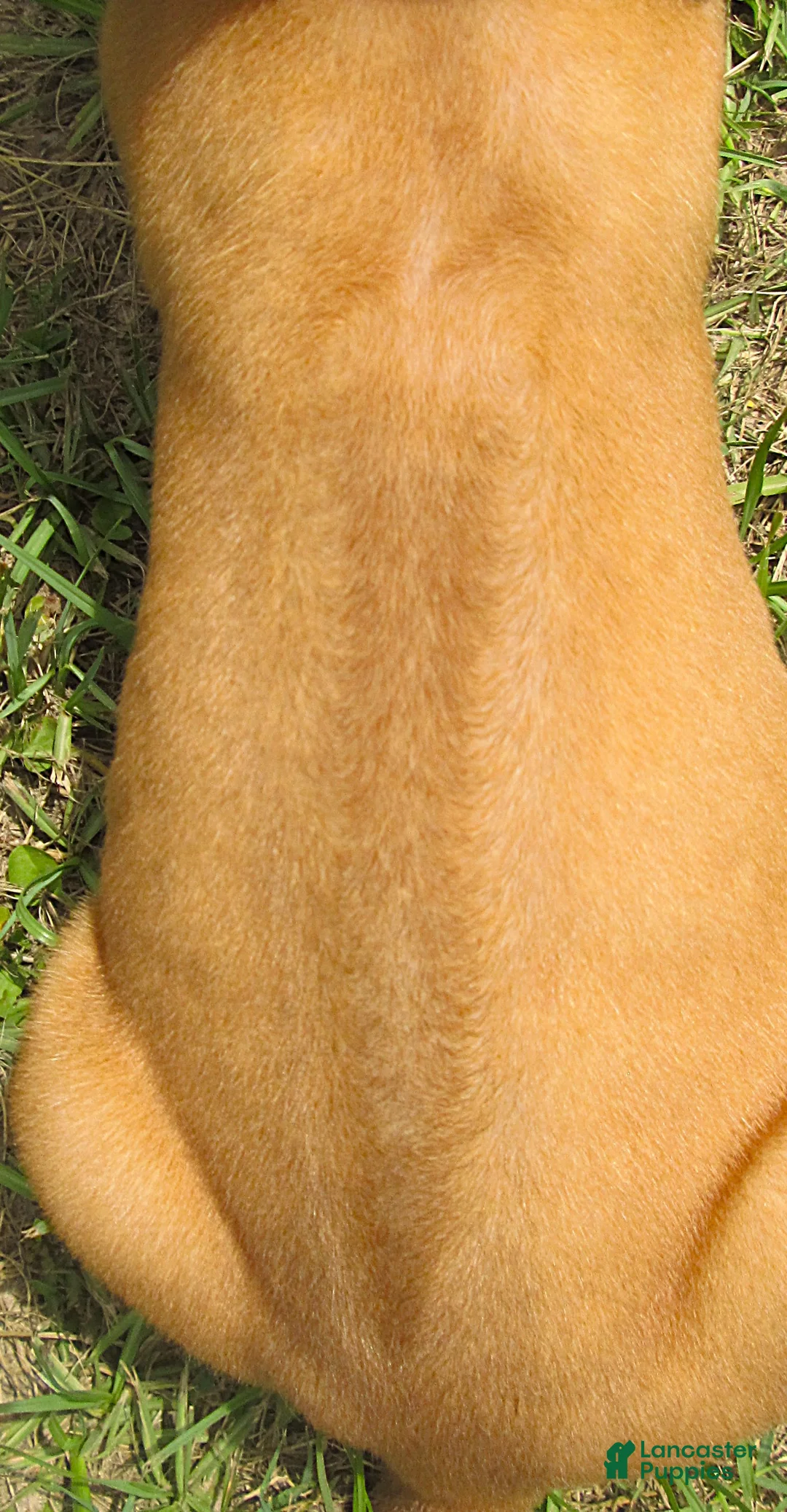Rhodesian Ridgeback dogs for sale: Rhodesian Ridgeback 1 - Ad 2