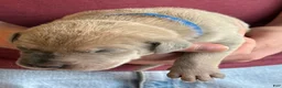 Great Dane dogs for sale: Blue - Ad 4