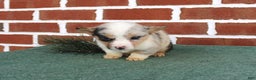 Welsh Corgi Pembroke dogs for sale: Janessa - Ad 2