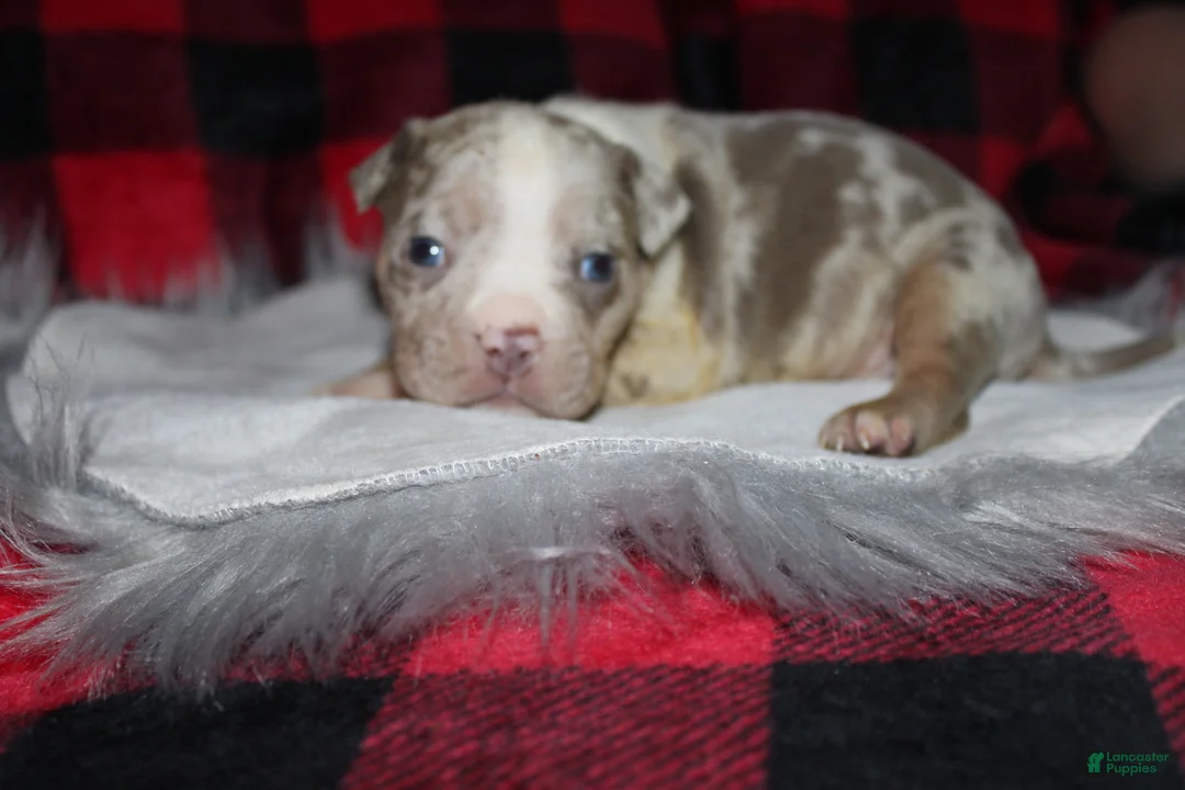 American Bully dogs for sale: Samson aka Sammy - Ad 3