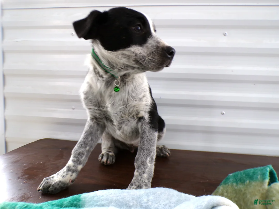 Border Terrier dogs for sale: Border Terrier Puppy 1 MARTY - Ad 4