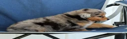 Mixed Breed dogs for sale: Candy - Ad 9