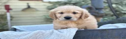 Golden Retriever dogs for sale: Micky - Ad 15