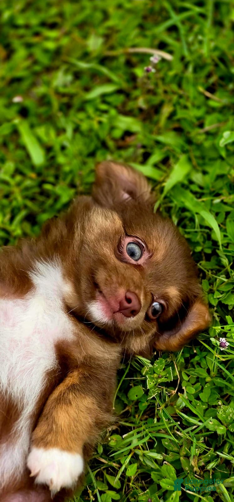 Chihuahua dogs Thor - Ad 1