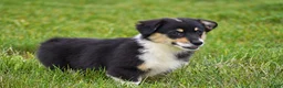 Welsh Corgi Pembroke dogs for sale: Jacey - Ad 7