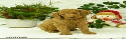 Goldendoodle dogs for sale: Elf - Ad 3