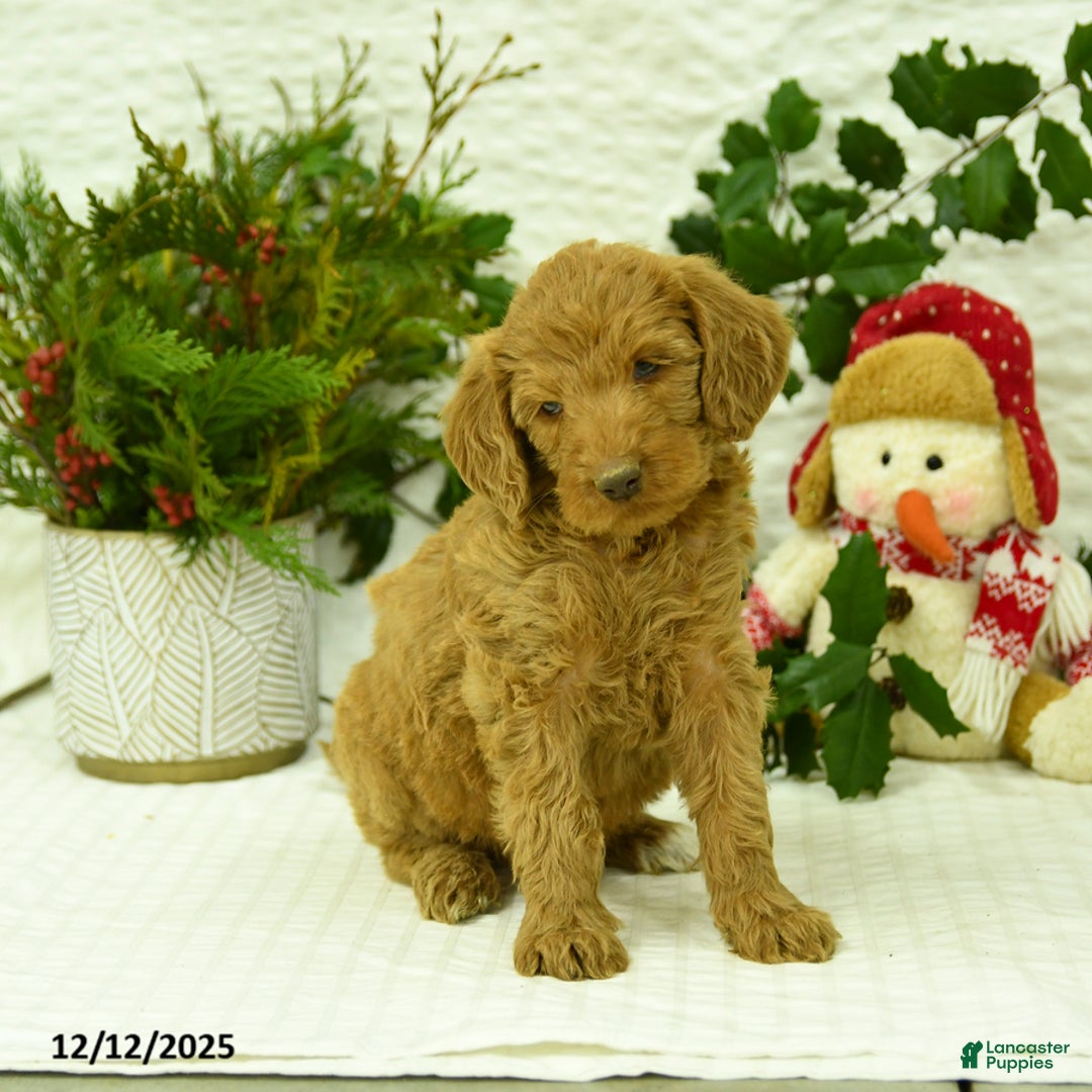 Goldendoodle dogs for sale: Elf - Ad 3