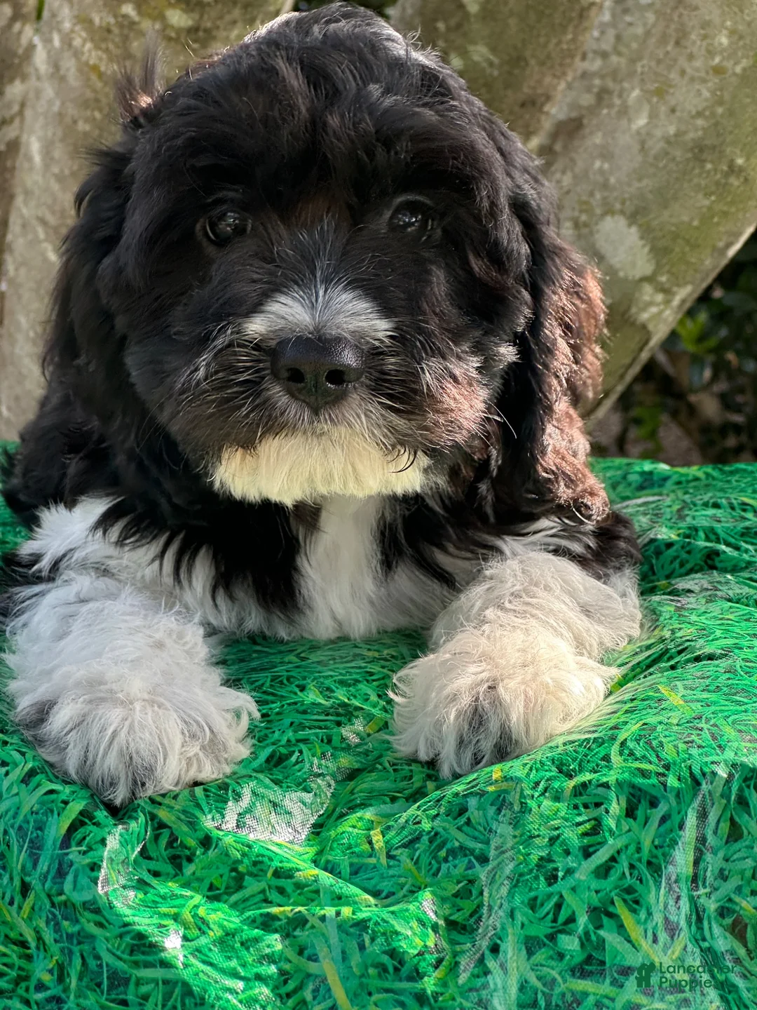 Mixed Breed dogs for sale: Designer Doodle  - Ad 2