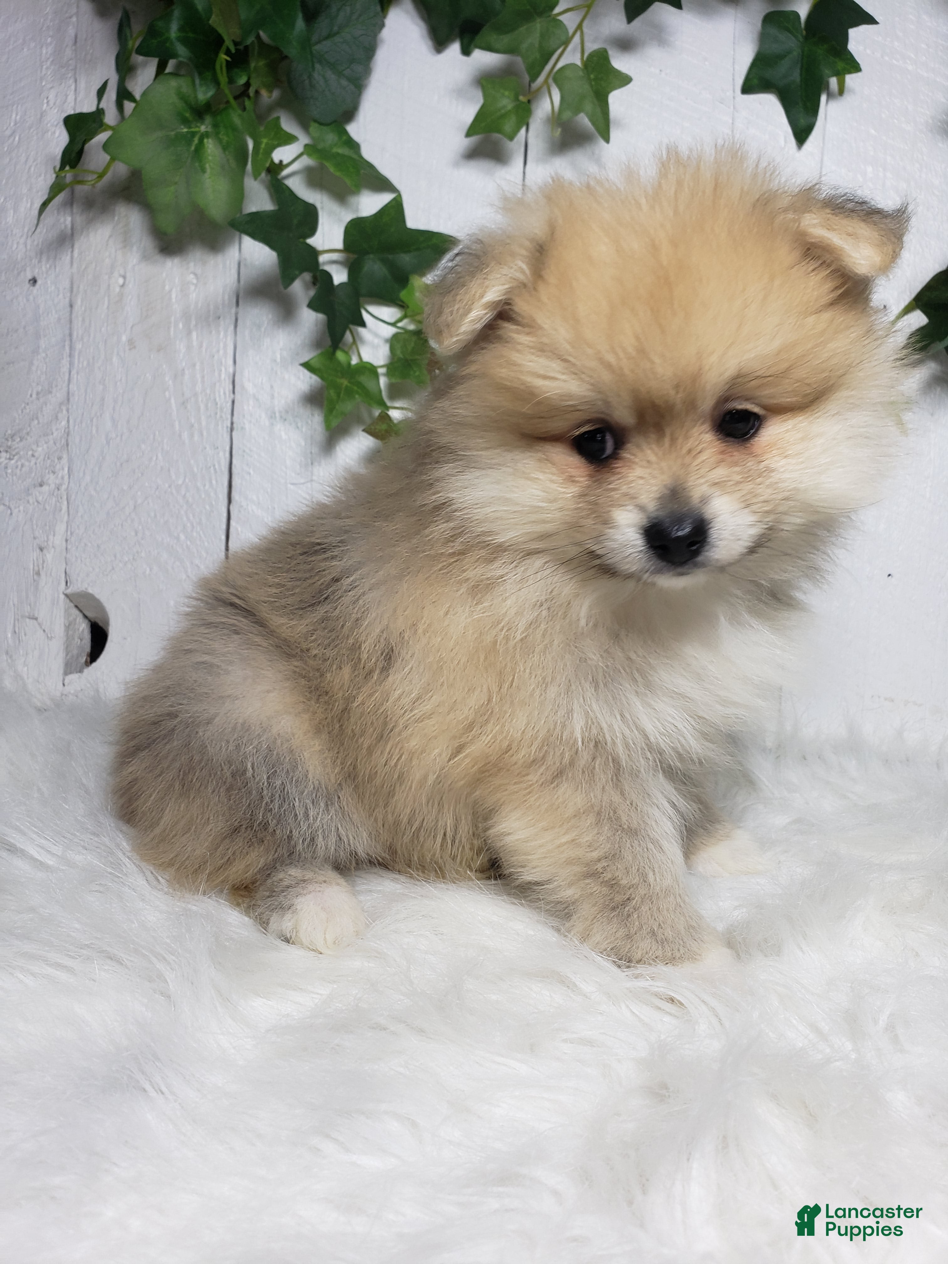 Pomeranian dogs Carla  - Ad 1