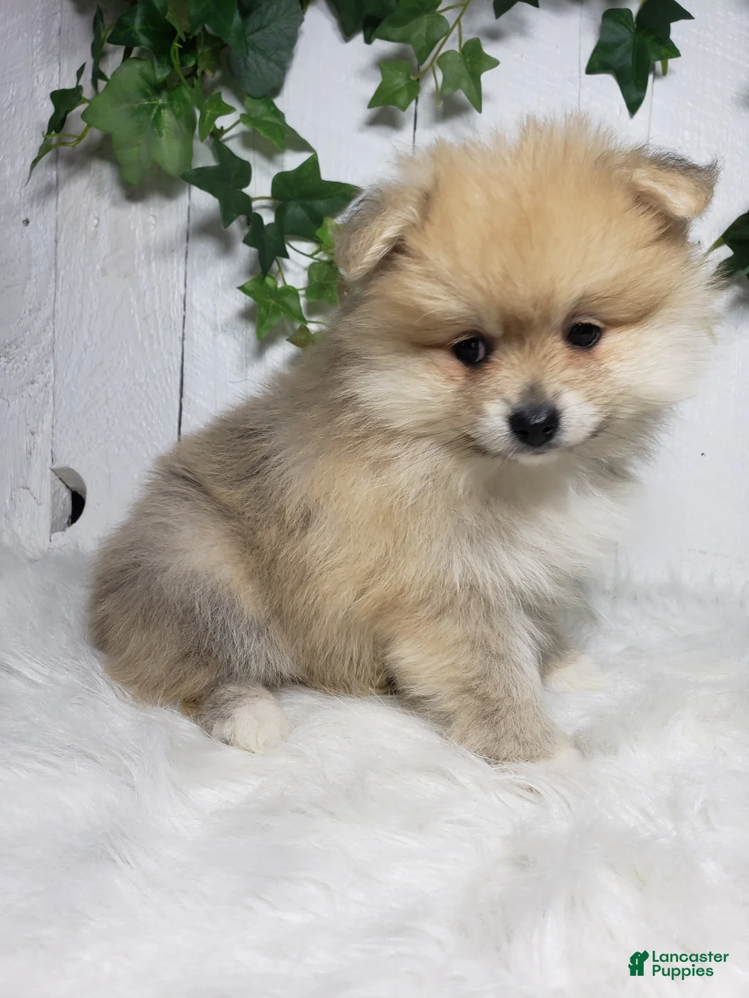 Pomeranian dogs for sale: Carla  - Ad 1