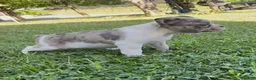 Frenchton dogs for sale: Bruce - Ad 1