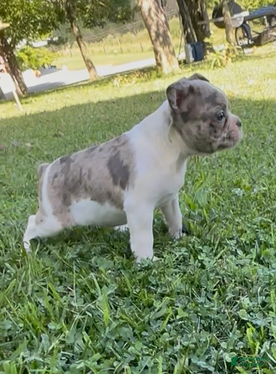 Frenchton dogs for sale: Bruce - Ad 1