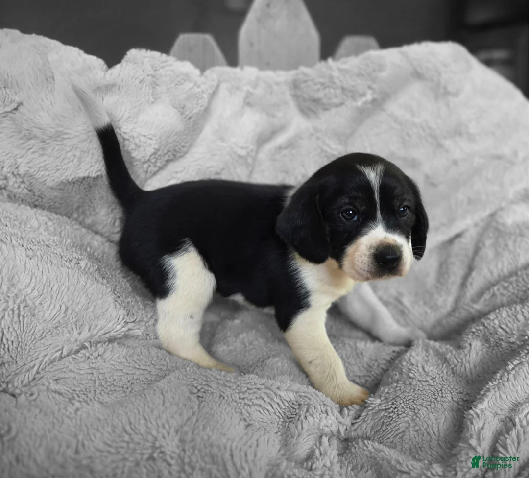Puggle dogs for sale: Bruiser - Ad 8