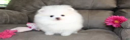 Pomeranian dogs for sale: Teacup Pamela - Ad 5