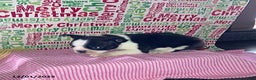 Boston Terrier dogs for sale: Fritz - Ad 2