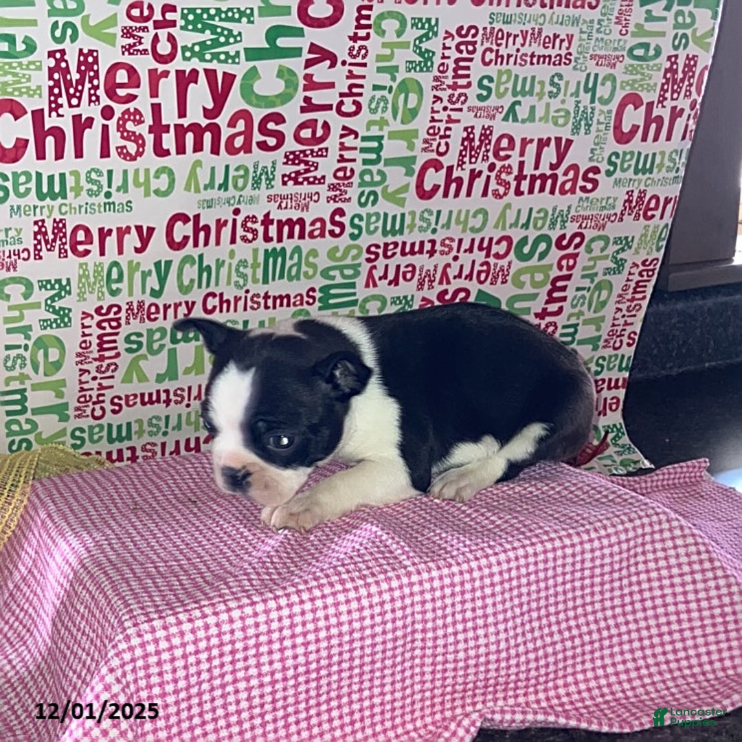 Boston Terrier dogs for sale: Fritz - Ad 2