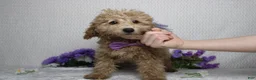 Toy Poodle dogs for sale: Buckeye - Ad 3