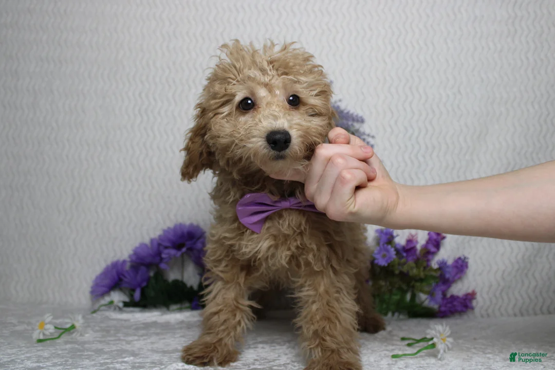 Toy Poodle dogs for sale: Buckeye - Ad 3