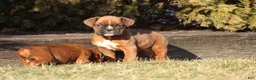 Boxer dogs for sale: Rodger - Ad 6