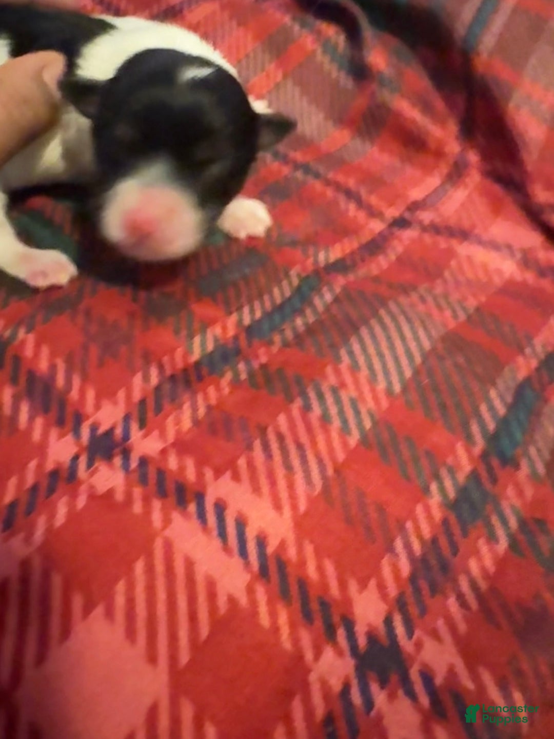 Mixed Breed dogs for sale: Oreo - Ad 3