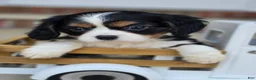 Cavalier King Charles Spaniel dogs for sale: Charlotte - Ad 1