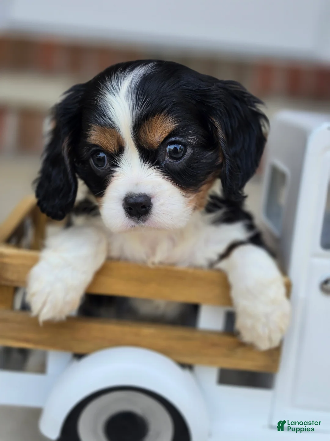 Cavalier King Charles Spaniel dogs for sale: Charlotte - Ad 1