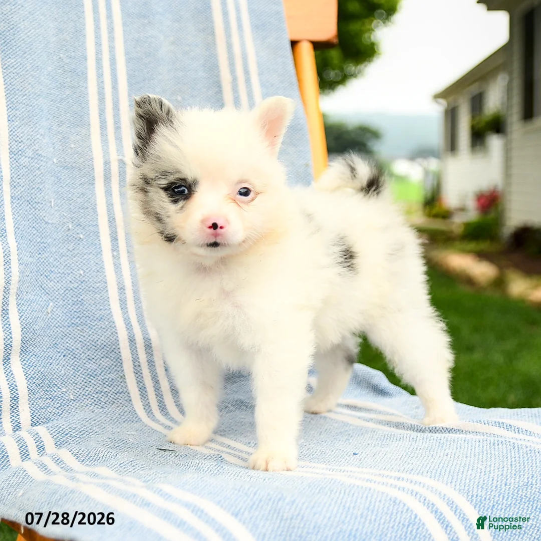Pomeranian dogs for sale: Marcus - Ad 1
