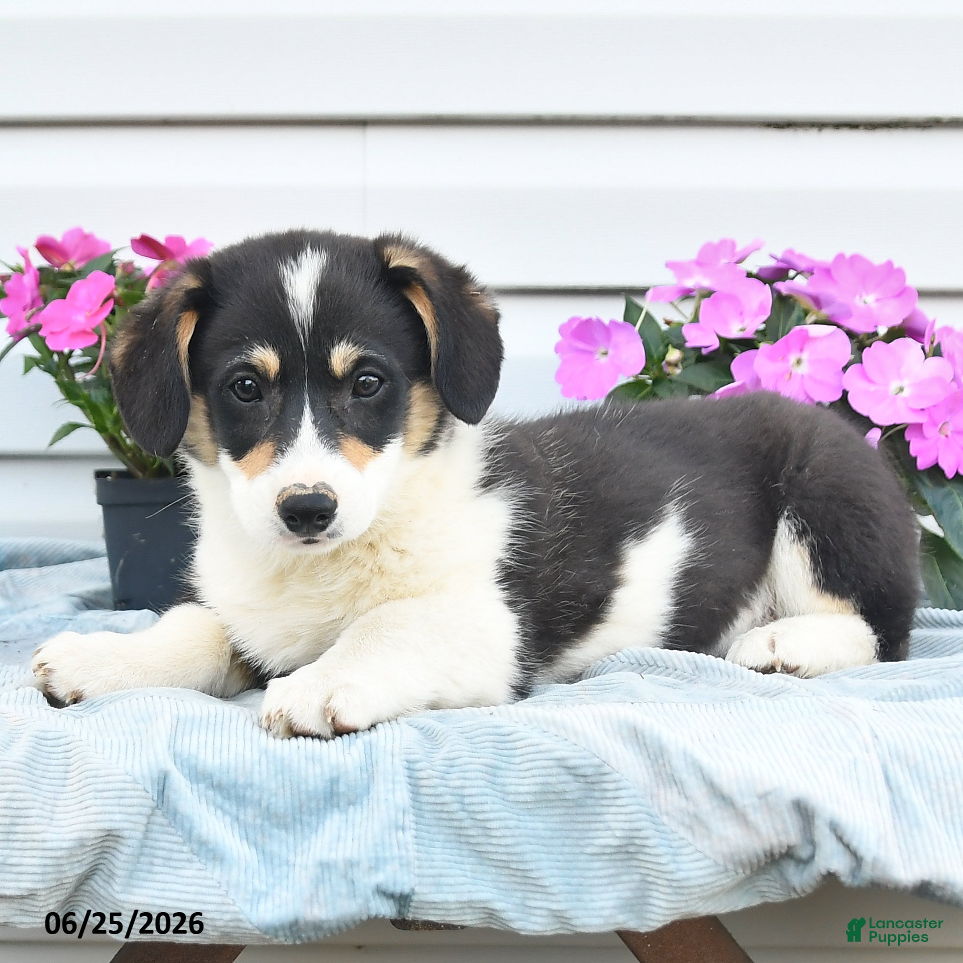 Welsh Corgi Pembroke dogs Jemstone - Ad 1