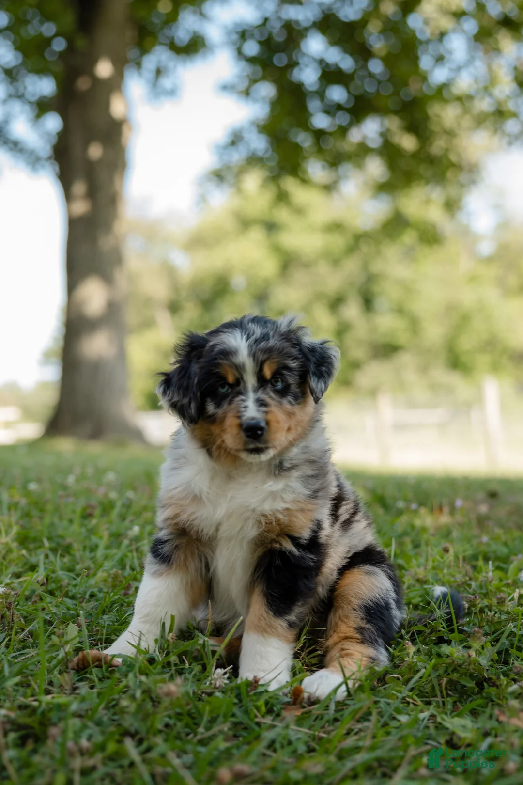 Australian Shepherd dogs for sale: Stella.  (Sweetie) - Ad 1
