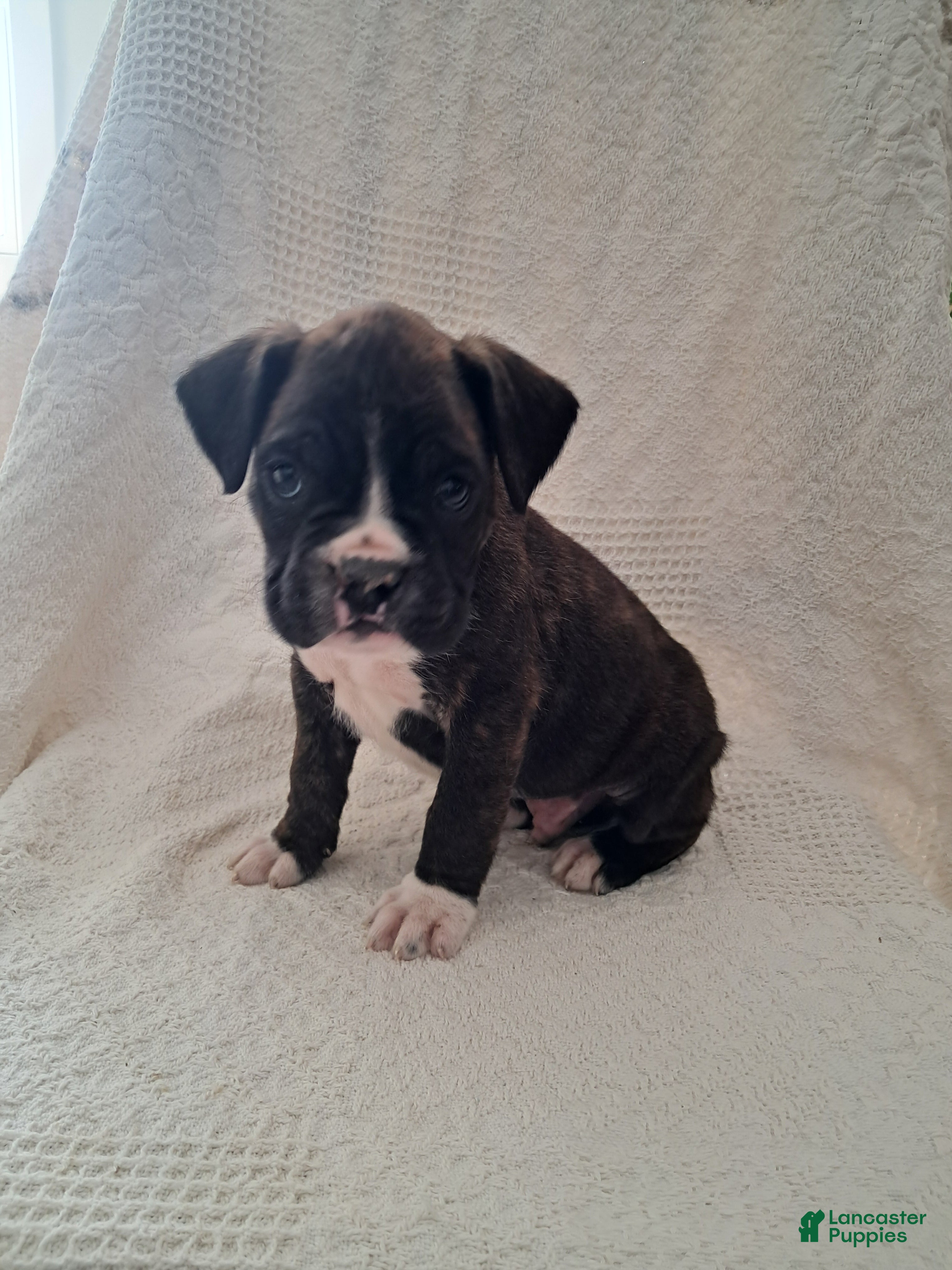 Boxer dogs Spotty - Ad 1