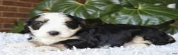 Mini Bernedoodle dogs for sale: Dexter  - Ad 4