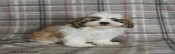 Shih Tzu dogs for sale: Flash - Ad 4