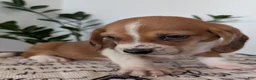 Mixed Breed dogs for sale: Copper  - Ad 8
