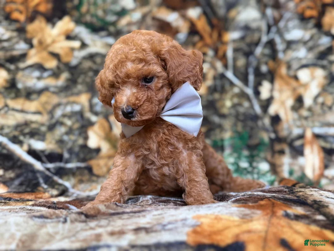 Cavapoo dogs for sale: Landon - Ad 9