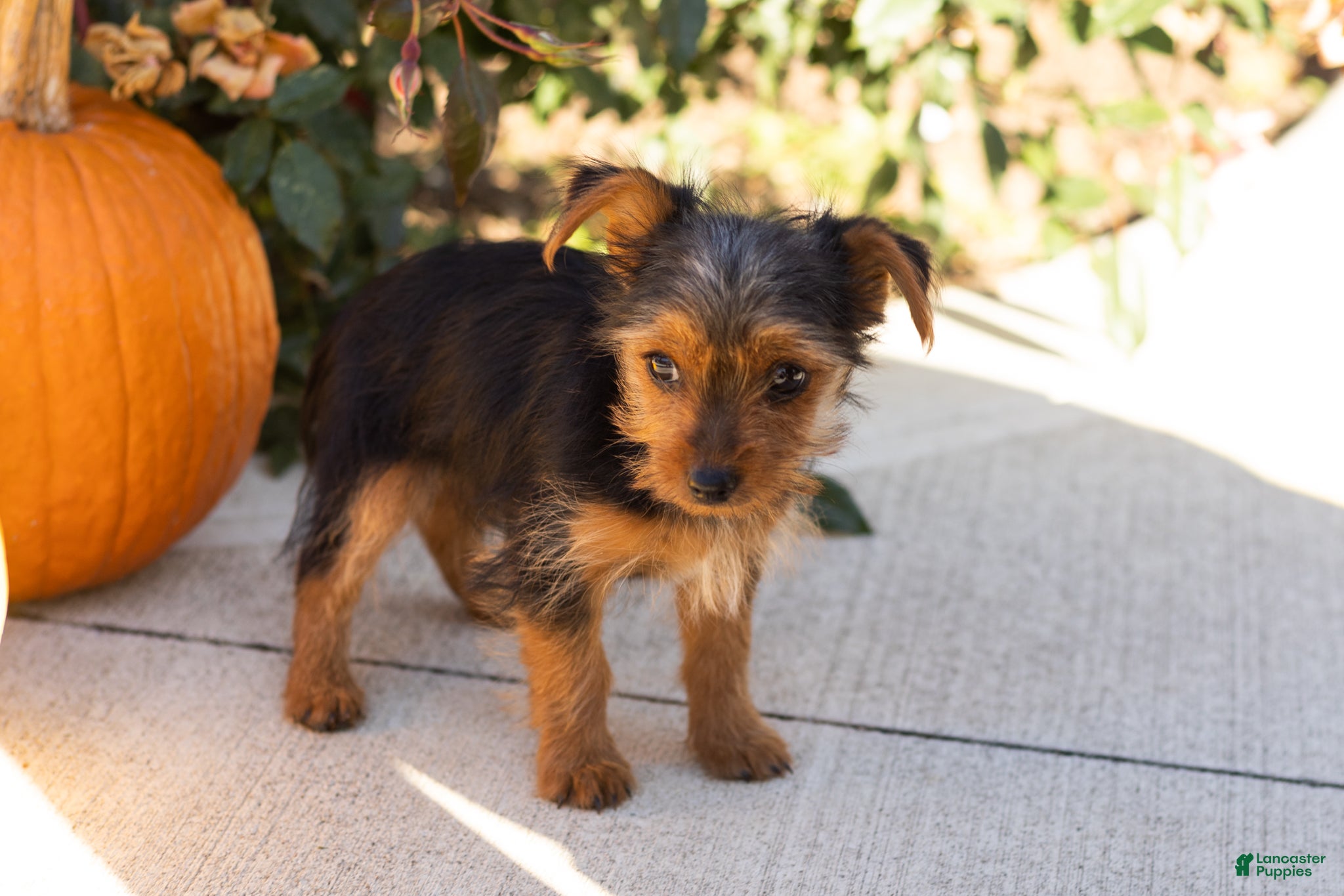 Yorkshire Terrier dogs for sale: Jonni - Ad 2