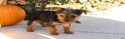 Yorkshire Terrier dogs for sale: Jonni - Ad 1