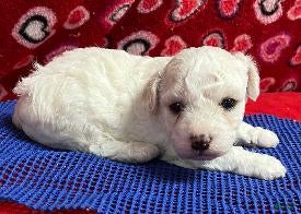 Bichon Frise dogs Moriah - Ad 2