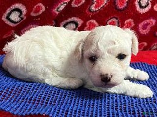 Bichon Frise dogs Moriah - Ad 32