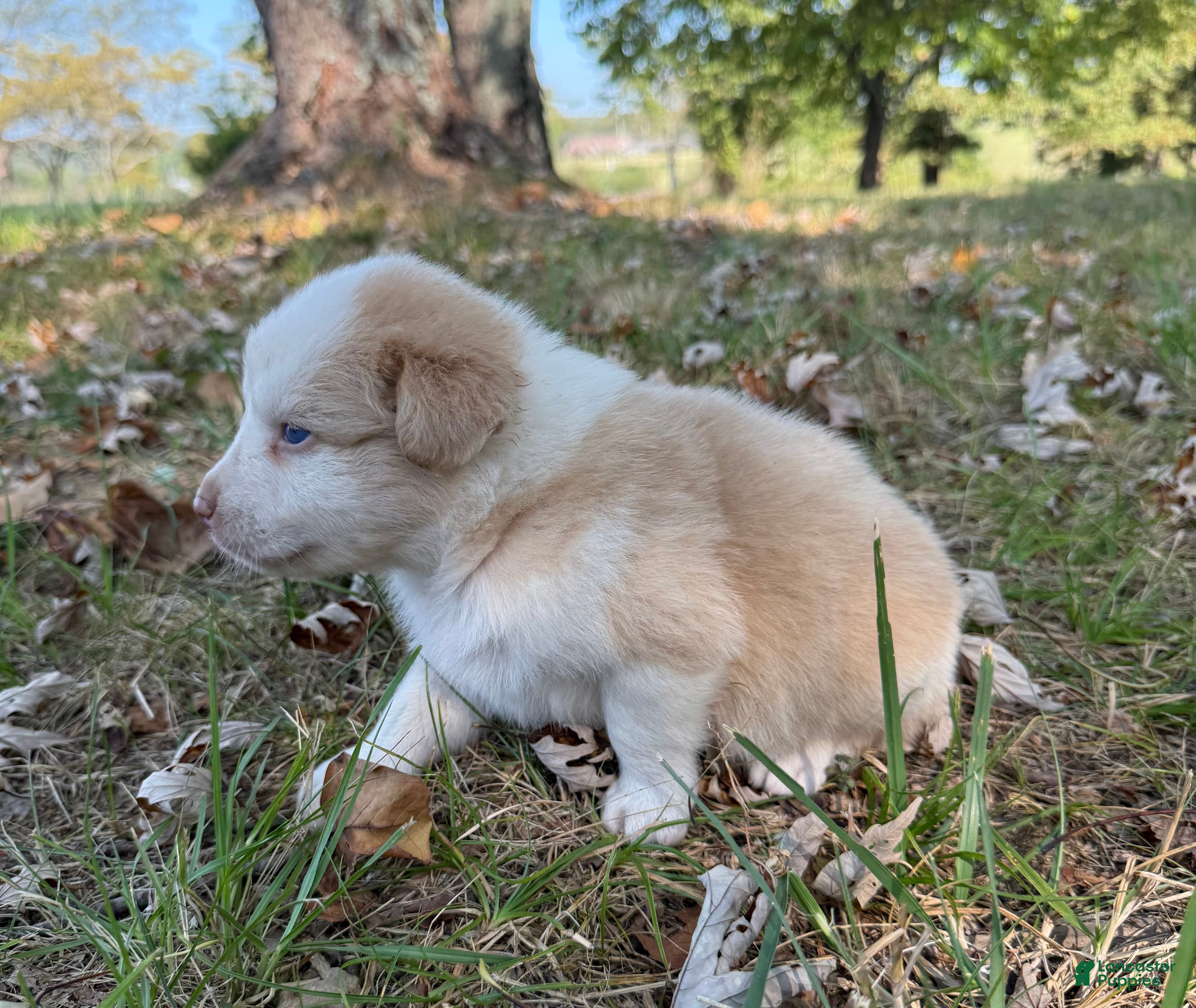 Australian Shepherd dogs Lime - Ad 2