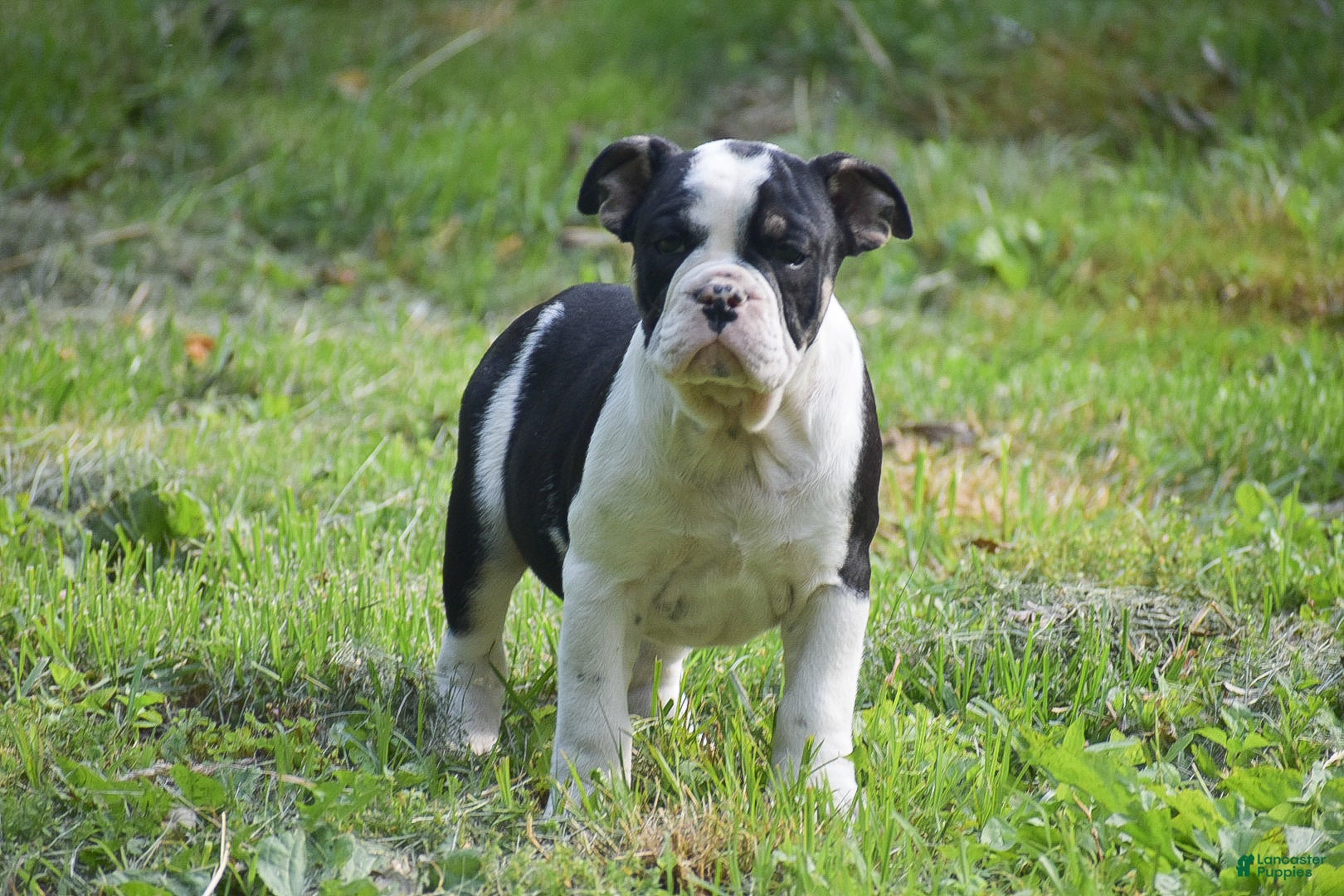 Olde English Bulldogge dogs Anubis - Ad 2