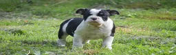 Olde English Bulldogge dogs for sale: Anubis - Ad 12