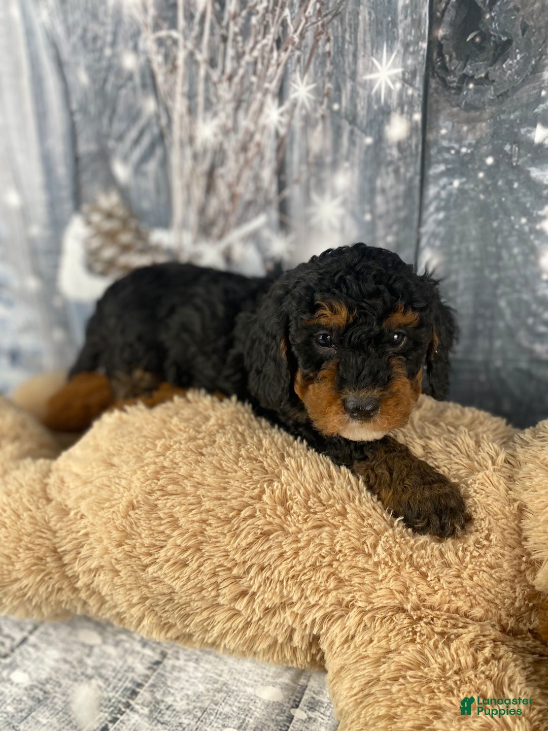 Cavapoo dogs for sale: Samson - Ad 4