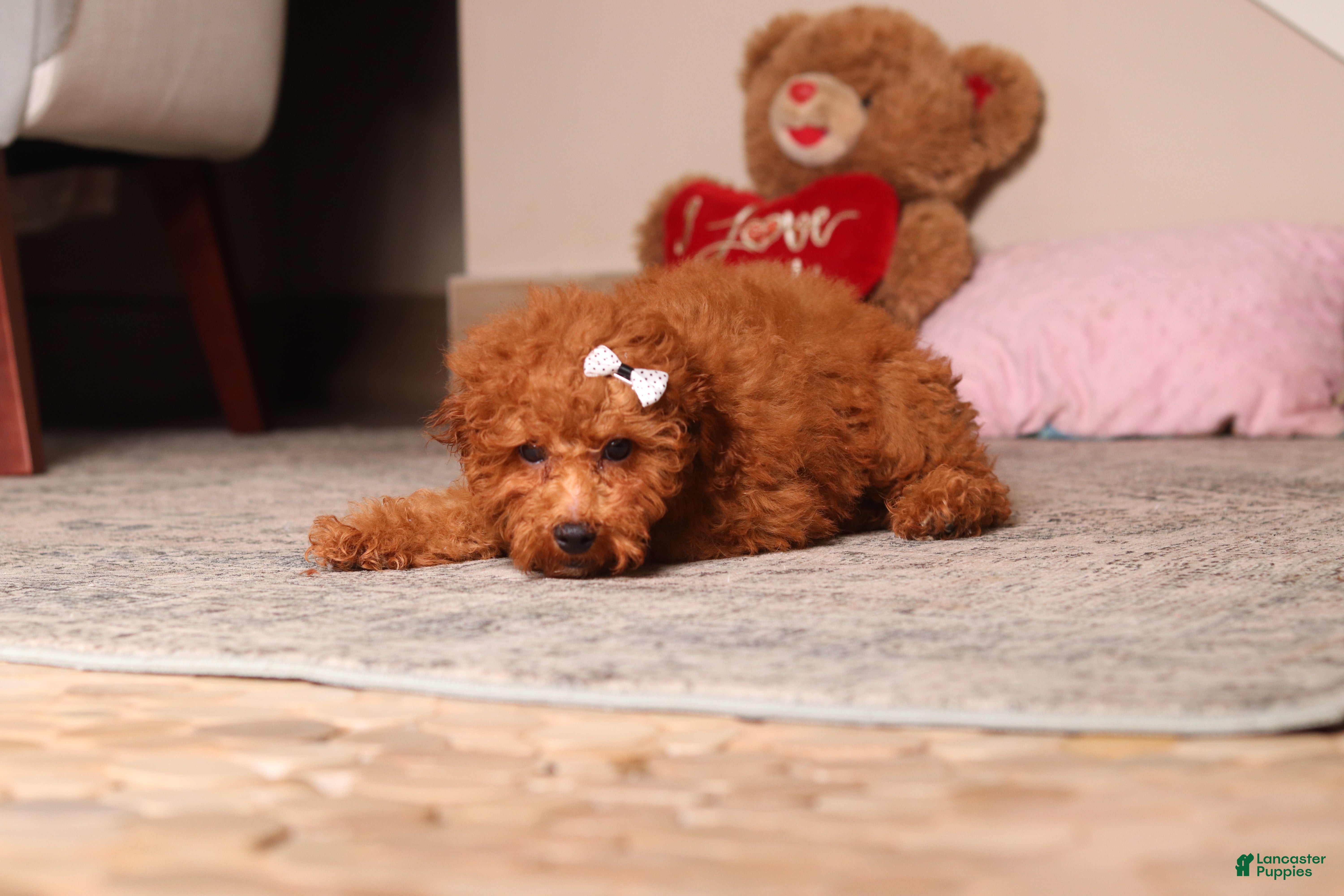 Miniature Poodle dogs for sale: Ruby - Ad 1