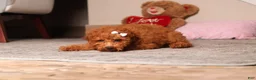 Miniature Poodle dogs for sale: Ruby - Ad 1