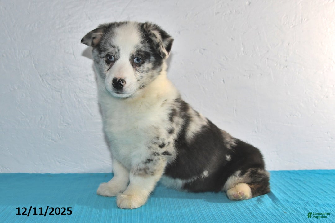 Mixed Breed dogs for sale: Tate - Ad 5