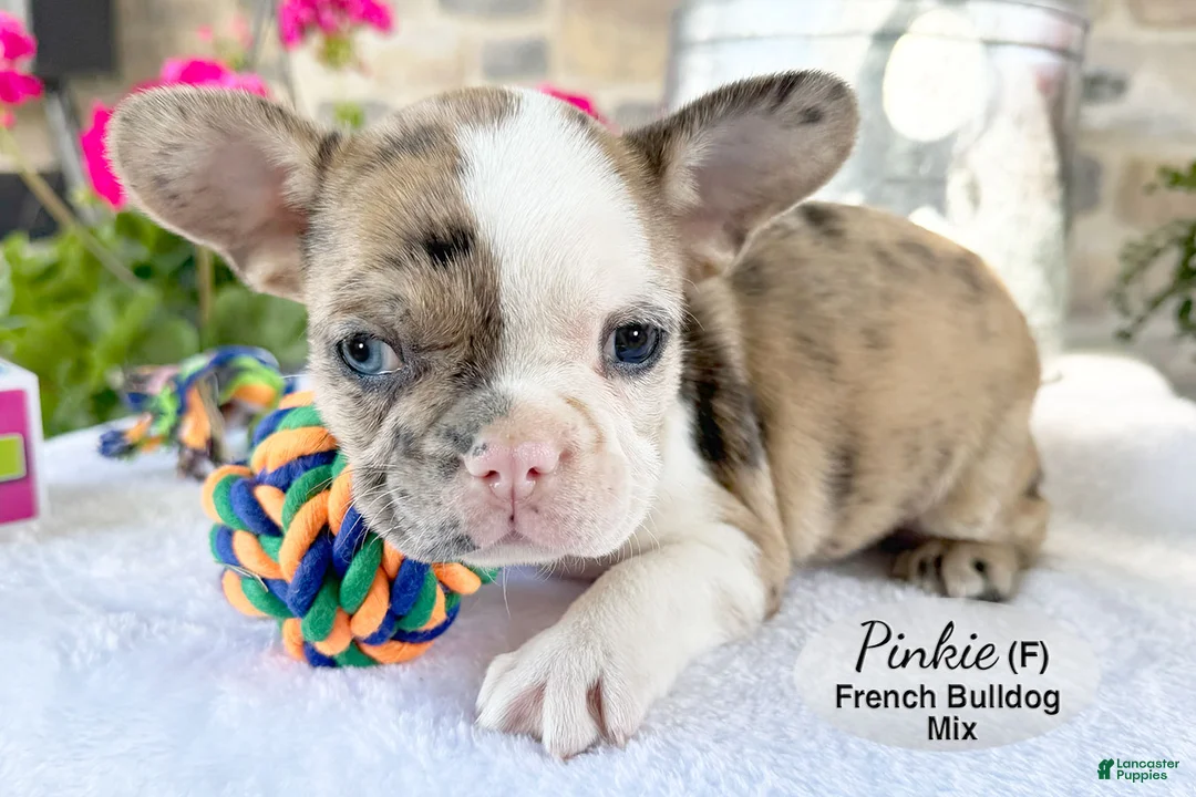 Mixed Breed dogs for sale: Pinkie - Ad 2