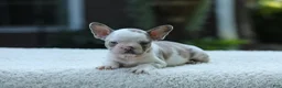 French Bulldog dogs for sale: Jewel - Ad 5